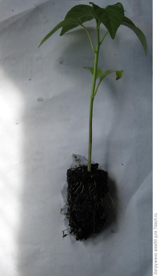 Рассада перца, подготовленная к пересадке (корни полностью оплели грунт)