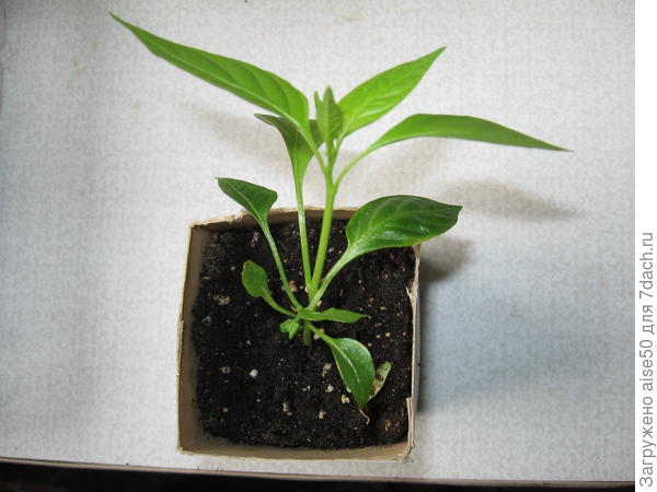 Перец Шоколадный хоровод  сегодня