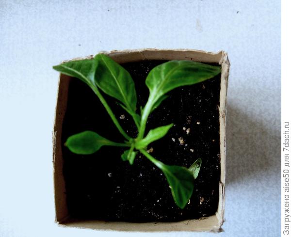 Перец Шоколадный хоровод неделю назад