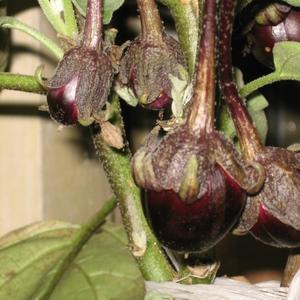 Баклажаны на подоконнике