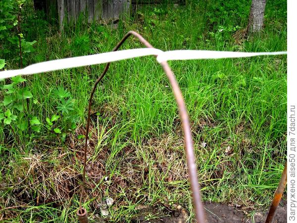 Для жесткости парника проволочные дуги стягиваю пластиковой упаковочной лентой