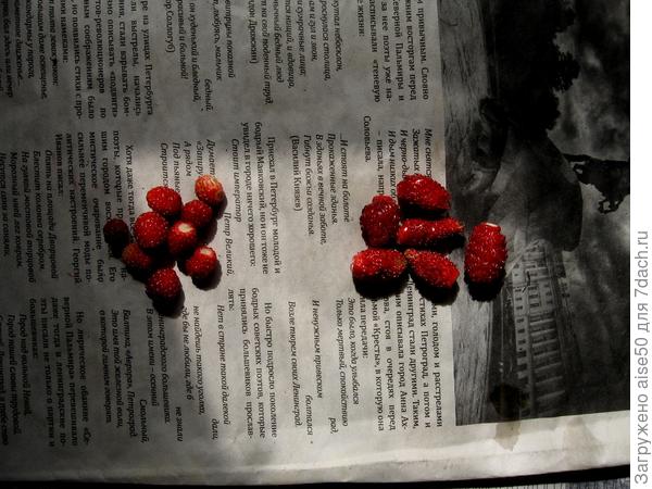 Земляника лесная - слева, ремонтантная Руяна справа.