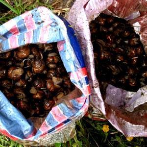 Возможные поставки