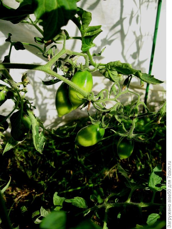 03.08.19 завязавшиеся плоды томата Грушка красная продолжают расти.