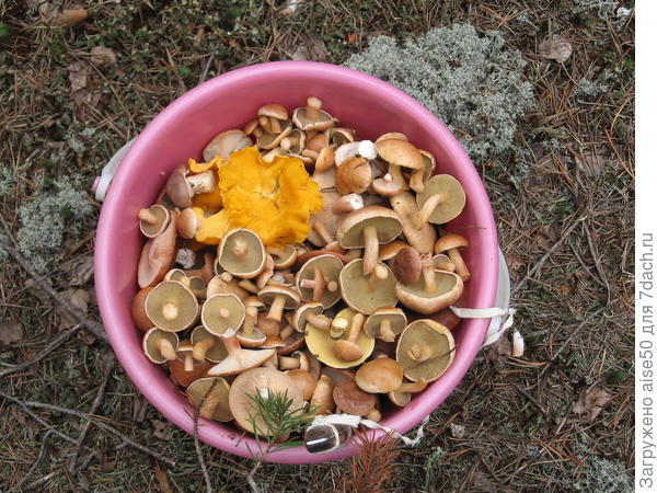 Что Бог послал... (наверху козлята вид снизу)