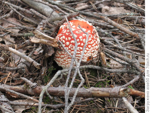 Фотогеничный красавец