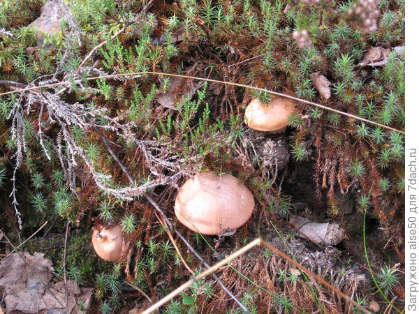 Те самые козлята...