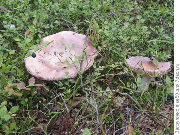 Переростки