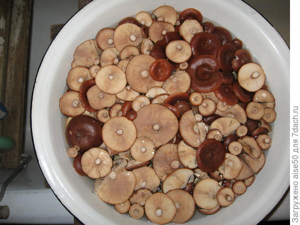 ...от солоников