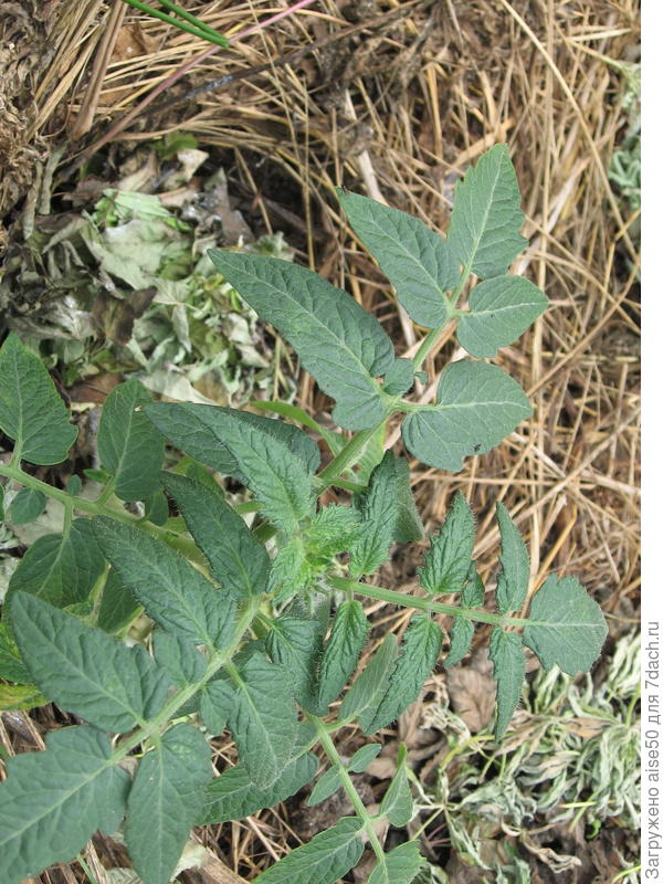 Рассада томата Москвич