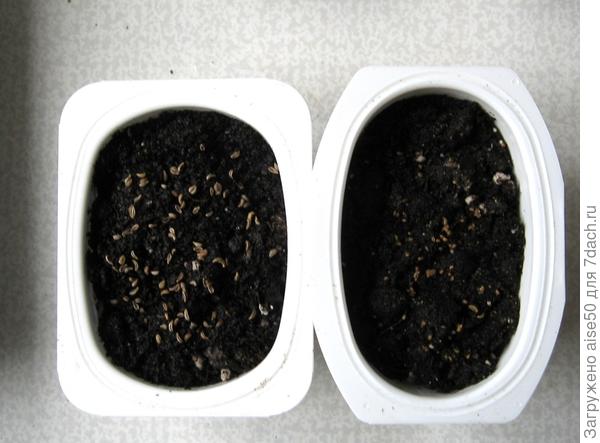 Какие семена быстро прорастают в домашних. Чтобы быстрее взошли семена средства. Черная смородина проростки из семян. Что из семян быстро прорастает. Табак как быстро прорастить семена.