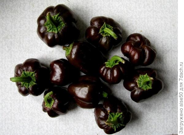 часть урожая перца сладкого "Шоколадный хоровод"