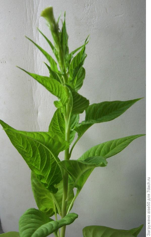 Сорняк с кисточкой