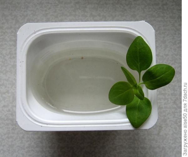 поставила в воду