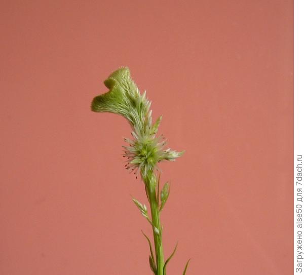 Целозия гребенчатая