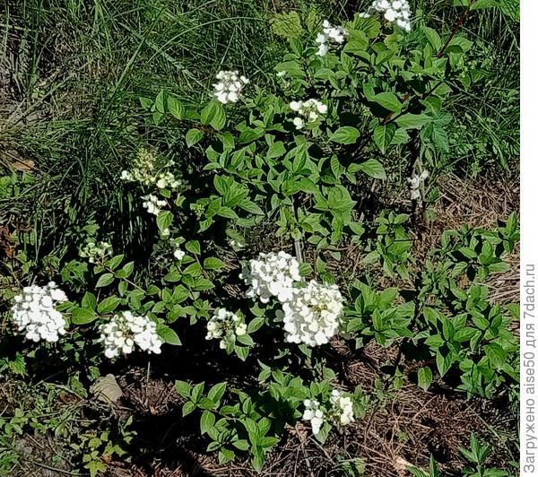 Сандей Фрайз