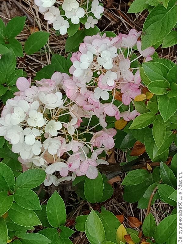 Гортензия &quot;Сандей Фрайз&quot;
