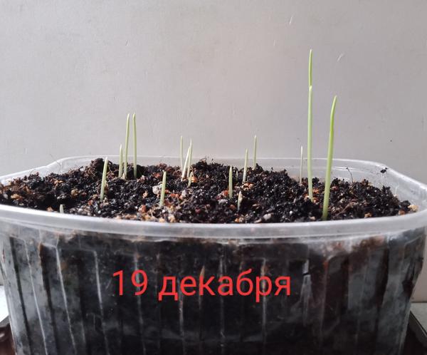 Первые проростки чеснока