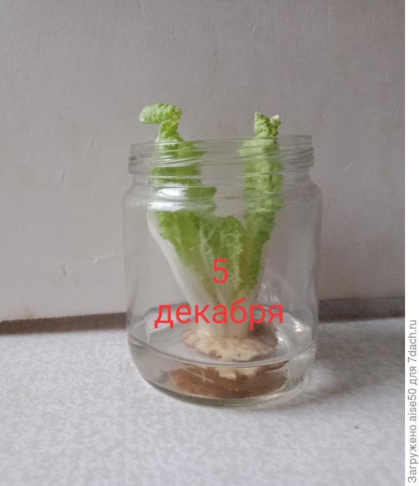 Китайская капуста.