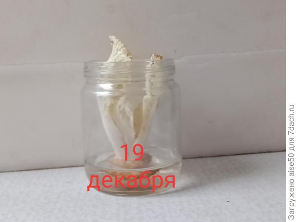 Бесхлорофильное нечто