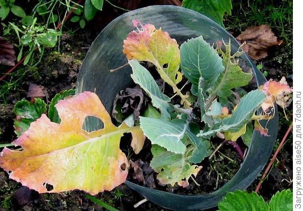 защита от улиток