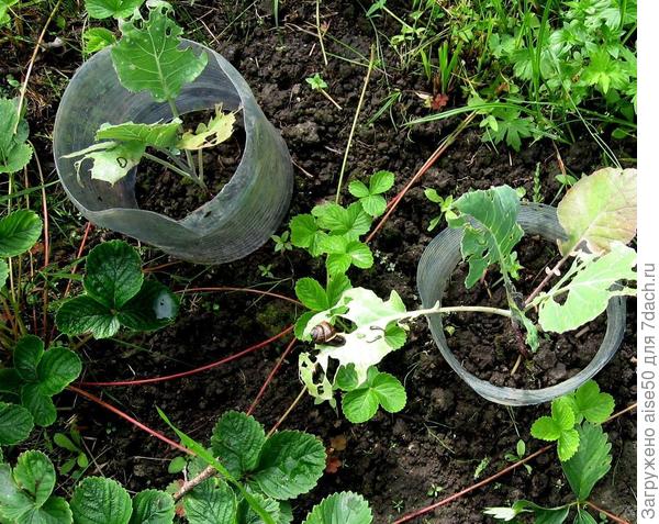 улитки на капусте