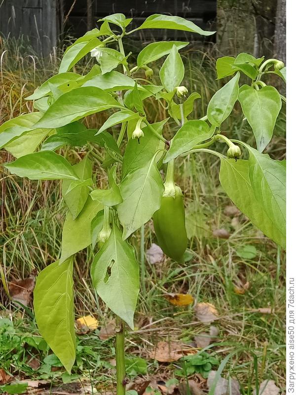 23.09.21 перец сладкий Братья гриль - заключительное фото