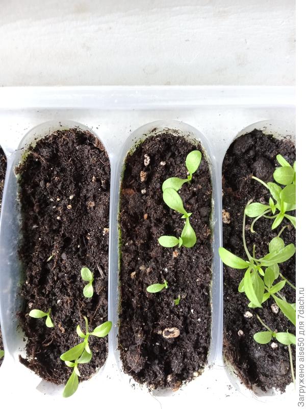 Выращивание цветочной рассады в контейнере с ячейками