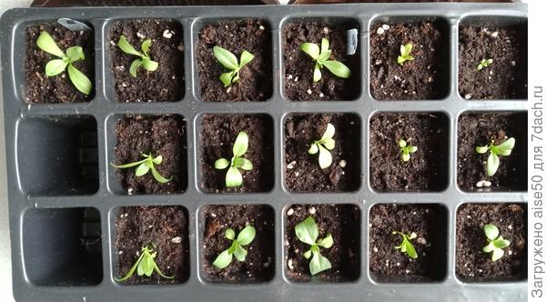 Выращивание рассады эустомы в кассете