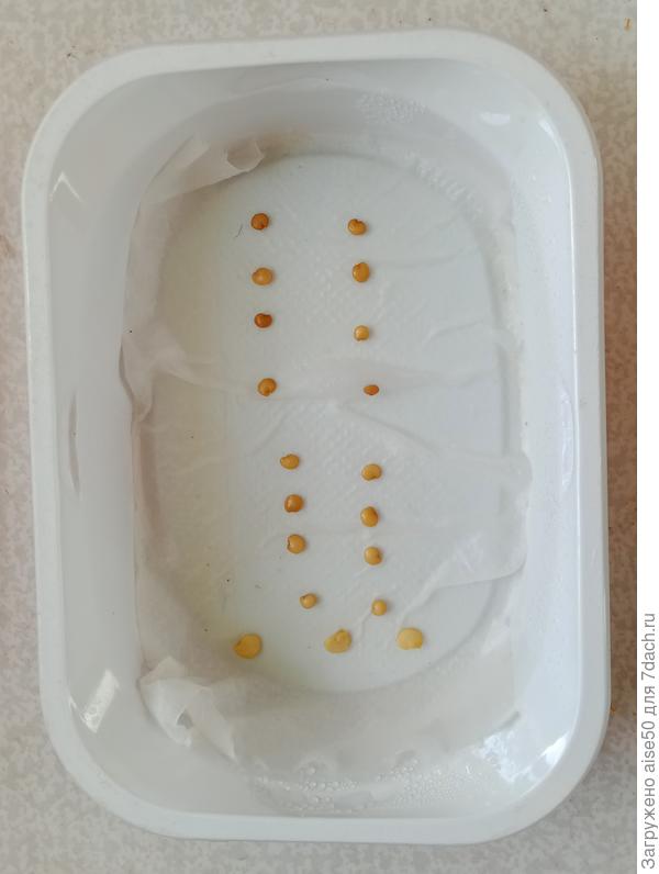 Проращивание семян в контейнере