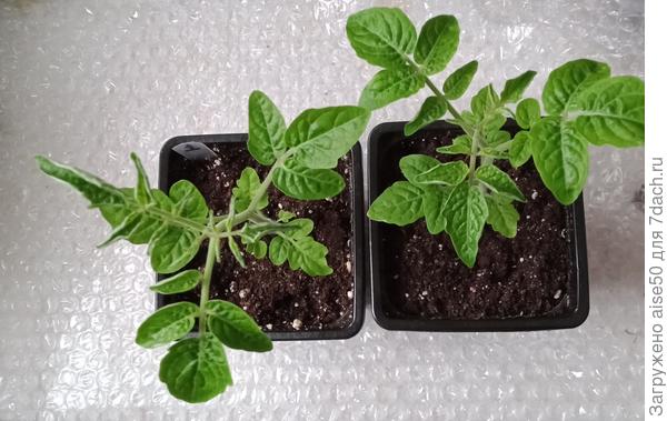 Рассада томатов в 500 мл горшочках