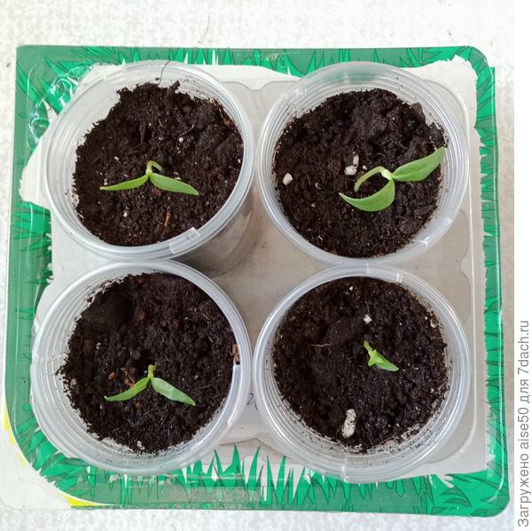 Контейнер с рассадой перца