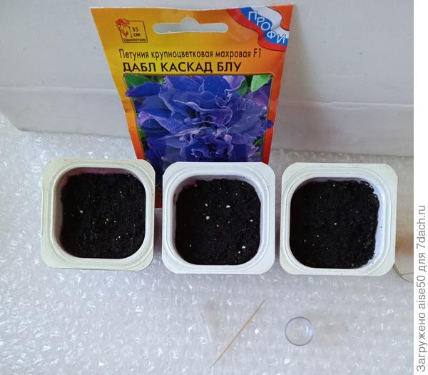 Выращивание рассады петунии.