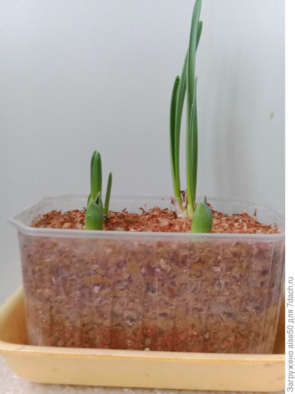 Выгонка луковичных