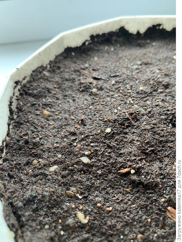 Проклюнувшиеся корешки. Найдите их)))