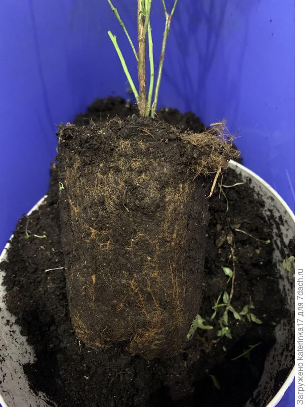 Земляной ком голубики