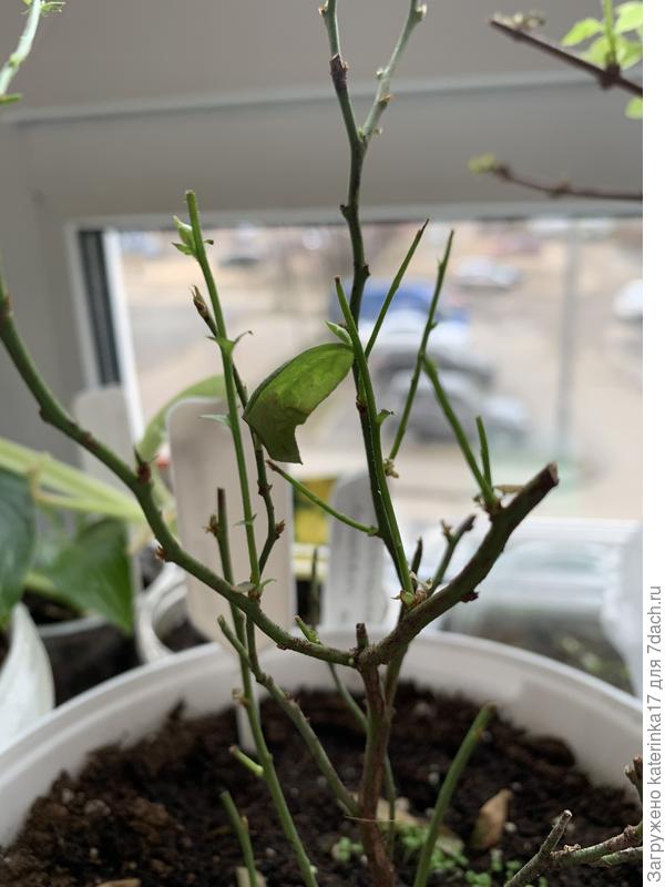 Бедолага моя)