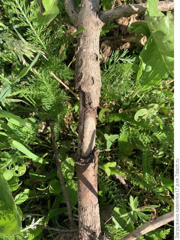 Возможно кто-то подгрыз. Хотя на осенних фотках, если приглядеться, тоже кора отсутствует внизу