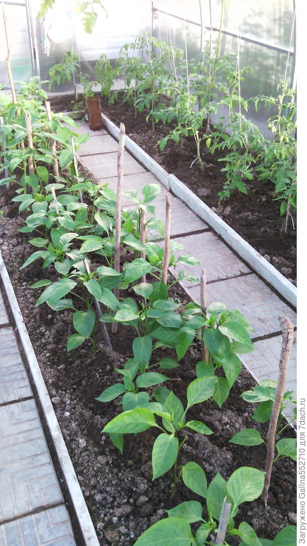 Кусочек моей весенней теплицы