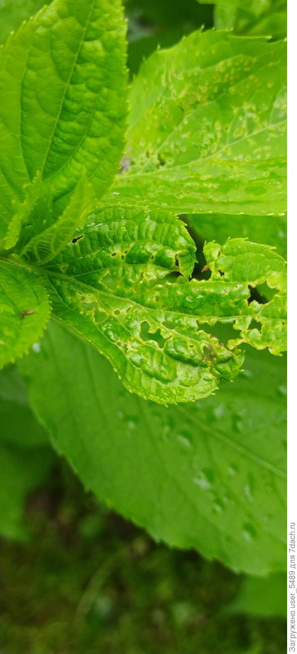 только верхние листики