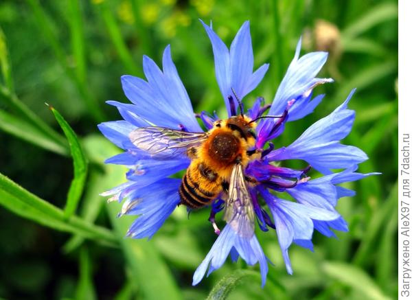 Полосатая фотомодель