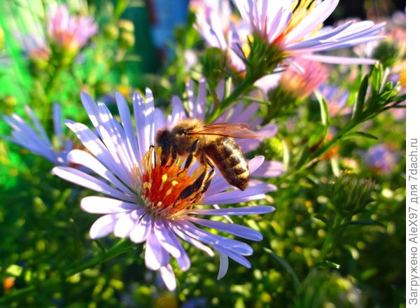 Осенний нектар