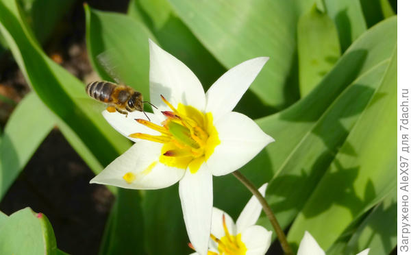 Посадку разрешаю...