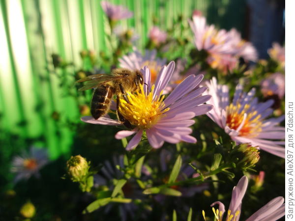 Осенние работы