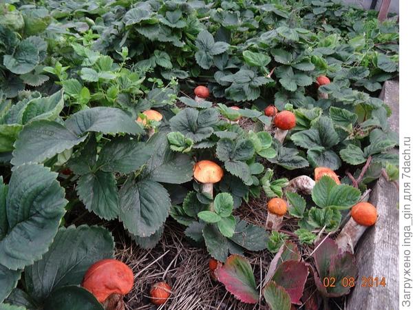 Это фото из интернета вызвало мой восторг.