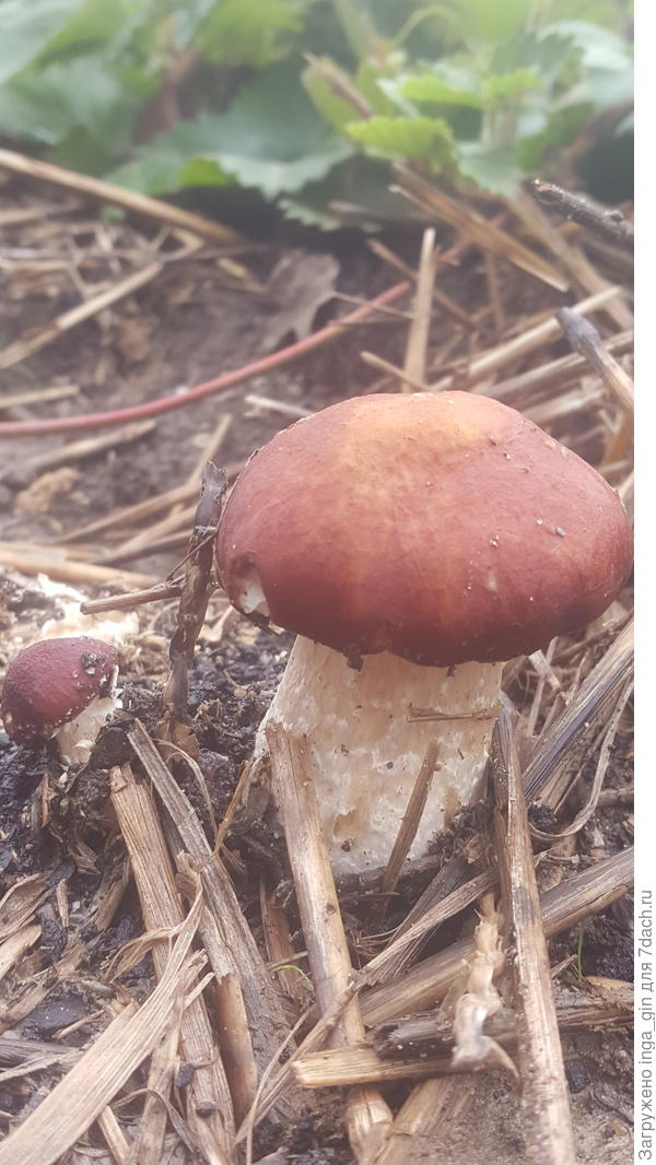 На тихую охоту: как собирать и готовить вкусные лесные грибы – блог интернет-магазина gkhyarovoe.ru
