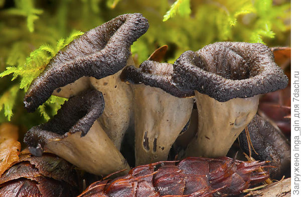 Вороночник рожковидный.