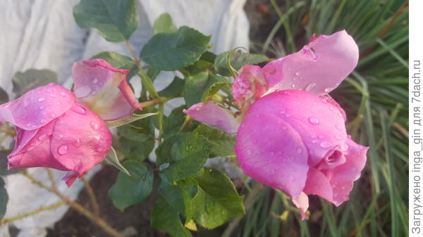 Фото 2