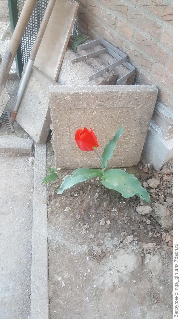 Стройка не помешала.