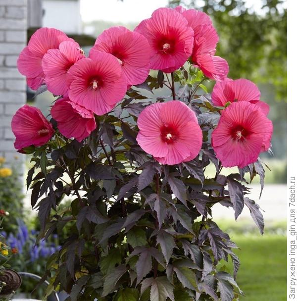 и еще вот такой куст.